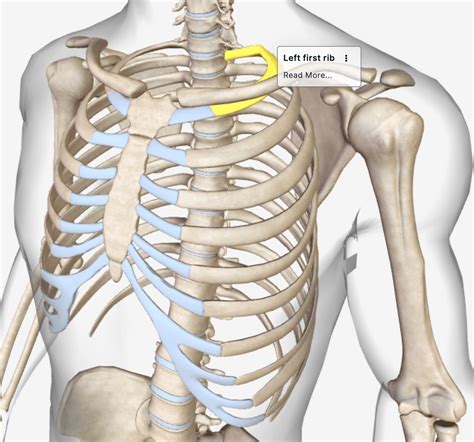 Image Off Under Ribs Front And Back Human : Rib Cage And Human High Resolution Stock Photography ...