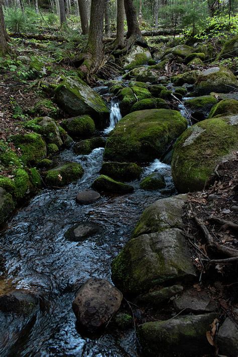 Woodland Creek Photograph by Linda MacFarland - Fine Art America