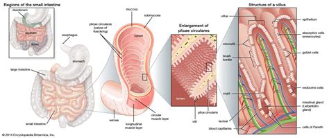 Villus | Structure, Function & Location | Britannica