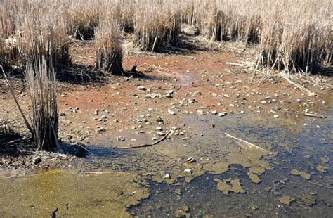 Dirty water pond stock photo. Image of unhygienic, water - 64054150