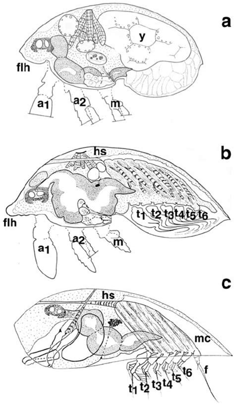 Schematic drawings of Sacculina carcini nauplius I ( a ), metanauplius ...