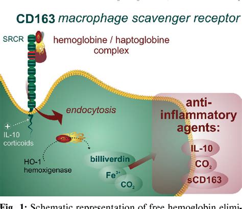 Figure 1 from Scavenger receptor CD163 and its biological functions. | Semantic Scholar