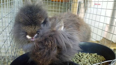 Breeding rabbits chestnut lionhead mating - YouTube