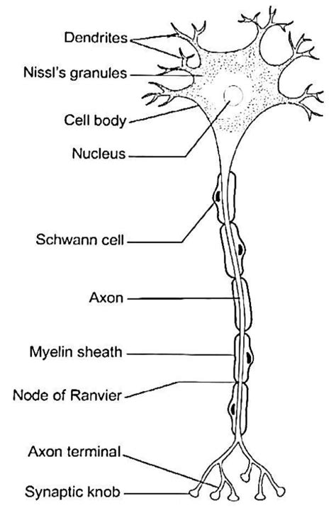 Cell body of neuron is called A) Nissl bodyB) NeurolemmaC) OligodendrocyteD) Perikaryon