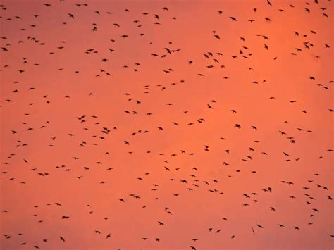 Barn Swallow Migration: A Complete Guide | Birdfact