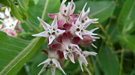 How to Grow and Care for Showy Milkweed