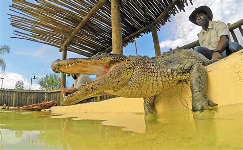 Gatorland officials transfer 40 alligators to new Gator Spot attraction ...