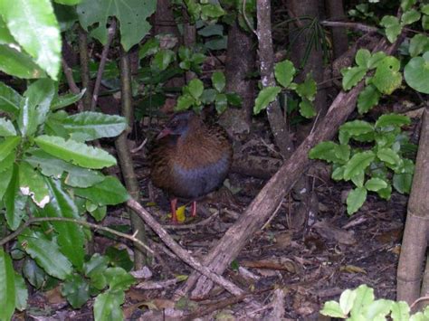 Free picture: weka, bird, Zealand