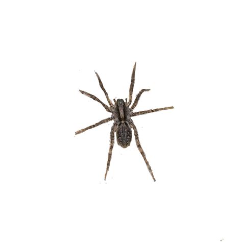 Grass Spider Identification, Habits & Behavior | New Mexico Pest Control