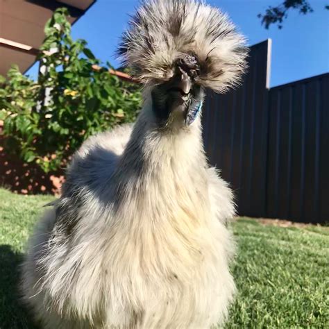 Afro chicken 🐓 : r/BackYardChickens