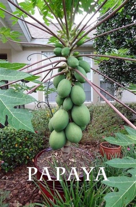 How to Grow Papaya in a Pot? [Step by Step Process]