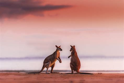 Cape Hillsborough Sunrise Wallabies Experience | DR Tourism