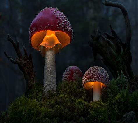 nature, Mushroom Wallpapers HD / Desktop and Mobile Backgrounds