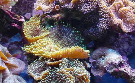 The Best Coral Food For SPS, LPS, Marine Reef Tanks