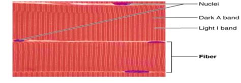 Anatomy and Physiology Muscles Part 1 Flashcards | Quizlet