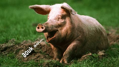 pig sounds effect - voie of animal - YouTube