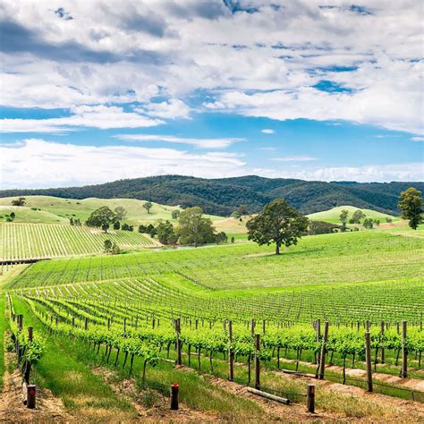 Yarra Valley Wine Tours & Tasting | Chillout Wine Tours