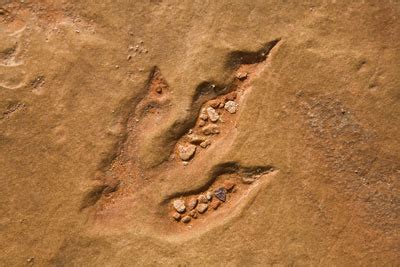 Trackways and Trace Fossils | HowStuffWorks