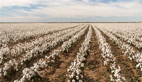 Oritain and Cotton USA to Forensically Verify American Cotton’s Origin – Sourcing Journal