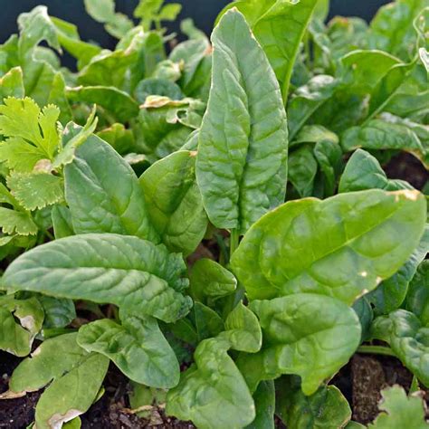 Bloomsdale Heirloom Spinach Seeds | Terroir Seeds