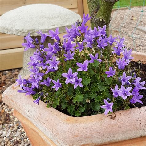 Campanula 'Ambella Purple', Bellflower 'Ambella Purple' in GardenTags plant encyclopedia