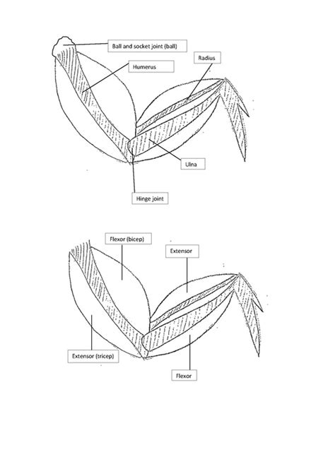 chicken wing dissection - Body systems