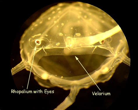 Do Box Jellyfish have Brains | Box Jellyfish Brain