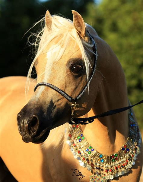 Arabian Derivative Horse – Arabian Horse Society of Australia