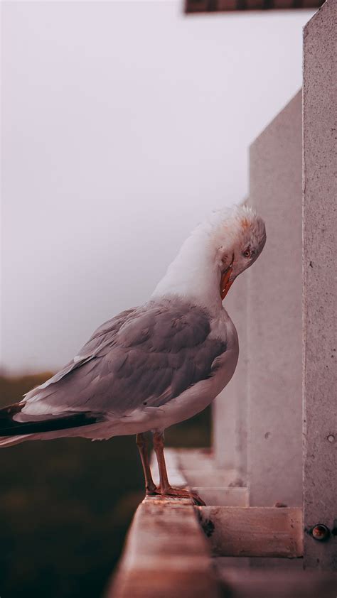 White Seagull · Free Stock Photo