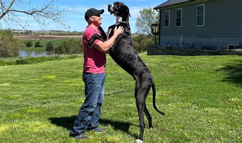 Great Dane named world's tallest dog - but is 'terrified' of family's vacuum - Original 106 Aberdeen