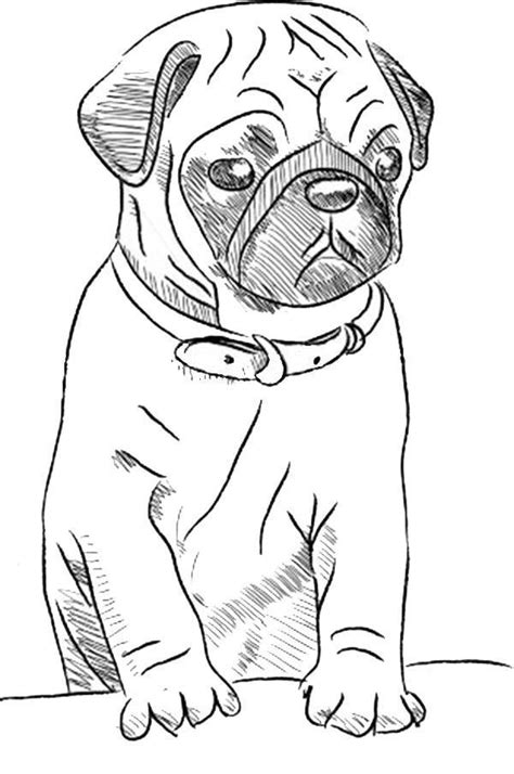 Dibujo De Pug Para Pintar Dibujos Para Colorear | Images and Photos finder