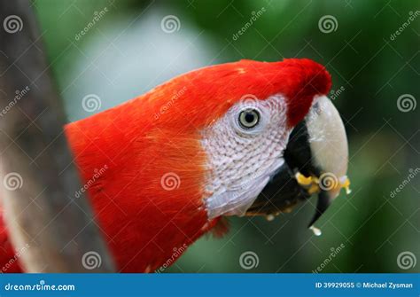 Scarlet Macaw eating fruit stock image. Image of rainforest - 39929055