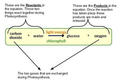 Photosynthesis- Word Equation | Teaching Resources