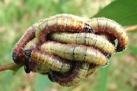 Caterpillars And Grubs Also Pupa | SPORTSMANS CREEK CONSERVATION AREA ...