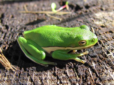 Green Tree Frog (Frogs and Toads of Virginia) · iNaturalist.org