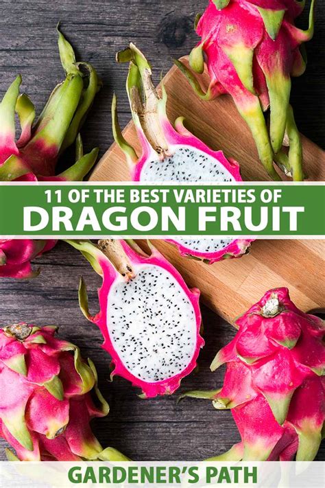 11 of The Best Dragon Fruit (Pitaya) Cultivars | Gardener’s Path