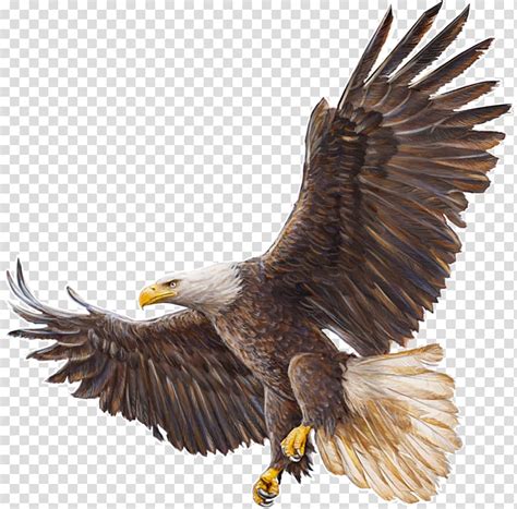 Bald Eagle Drawing, eagle transparent background PNG clipart | HiClipart