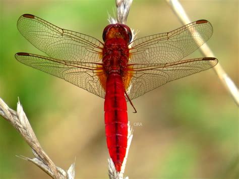 Red Dragonfly..... | Dyr