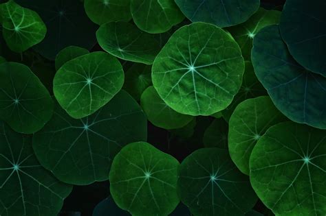 Leaf Wallpapers For Devices - MAXIPX