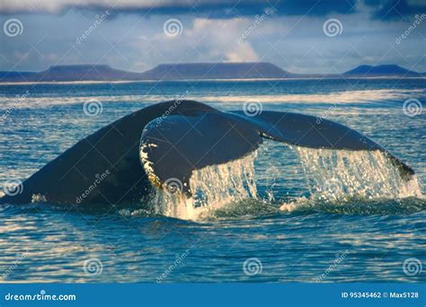 Whales in the Pacific Ocean Stock Photo - Image of fish, animal: 95345462