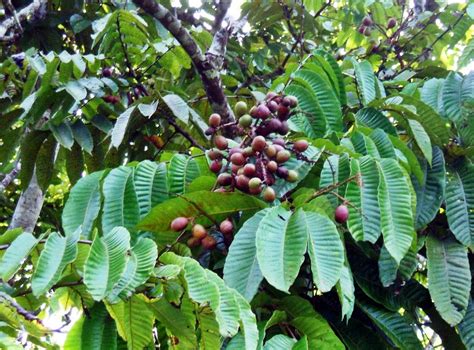 5 langkah sederhana budidaya matoa agar menghasilkan buah berkualitas tinggi - Coffesiana