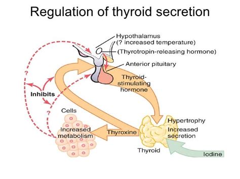 Thyroid hormone