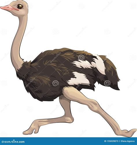 Running Ostrich Vector : Download 270+ royalty free ostrich running ...