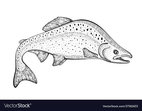 Salmon fish pink sketch Royalty Free Vector Image