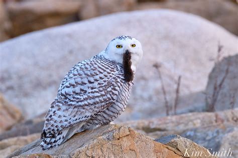 Snowy Owl Eating Lemming