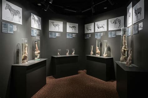 History - The Icelandic Phallological Museum