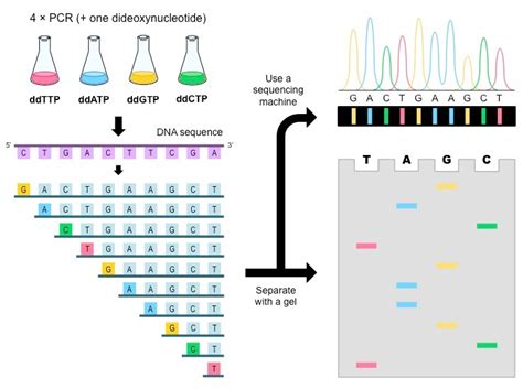 The Human Genome Project | A-Level Biology Revision Notes