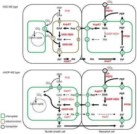 Detailed schematic of the C4 photosynthesis pathway of NAD-ME and ...