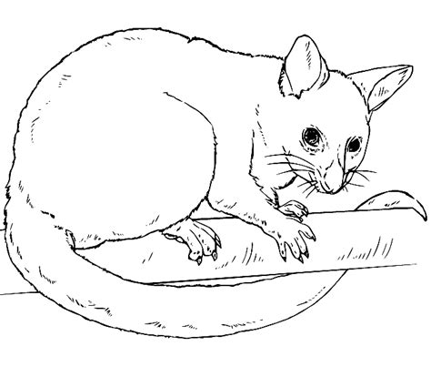 Possum Coloring Pages Printable for Free Download