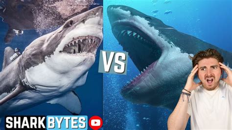 Great White Shark VS Megalodon! - YouTube